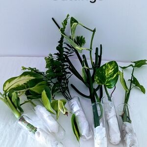 Cuttings shipped hydroponically  For Pet Environment. Five Houseplants.